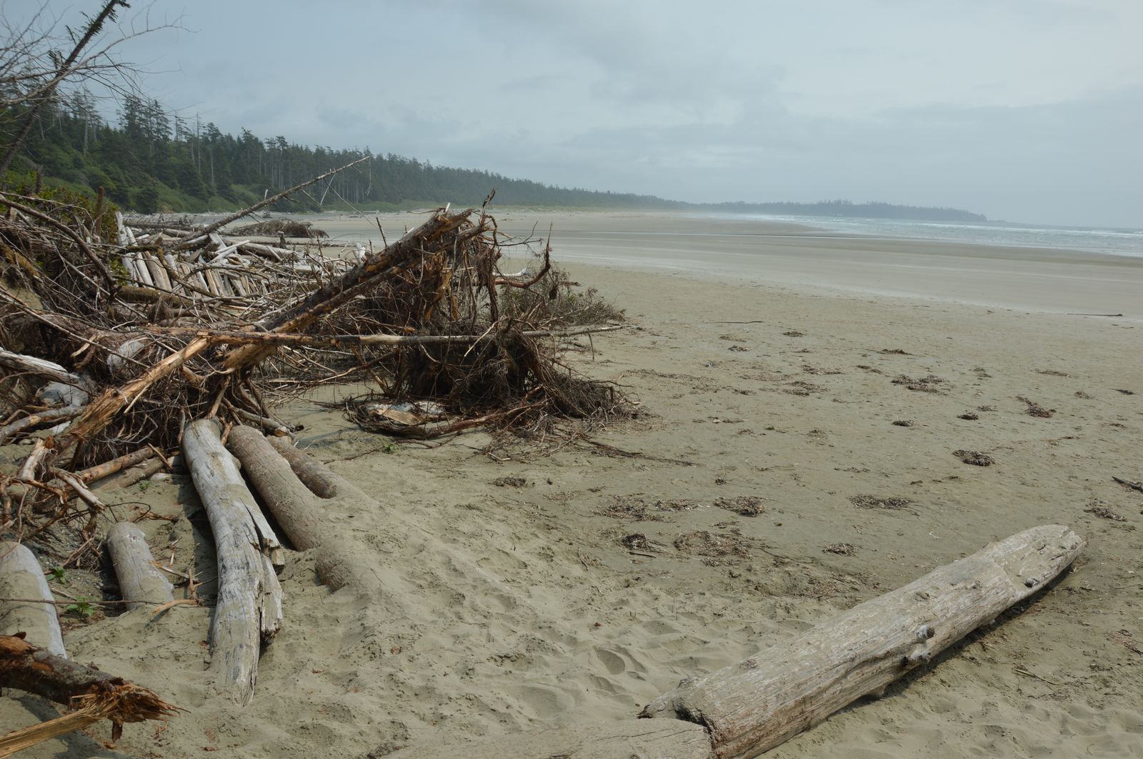 Tofino