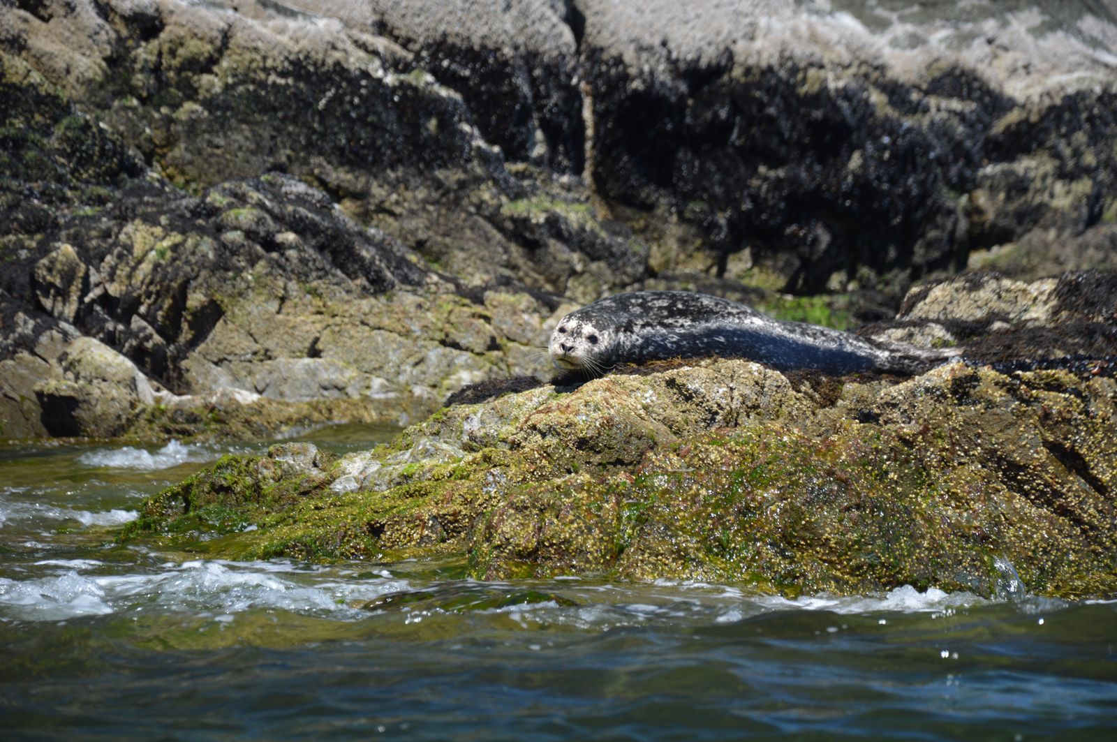 Tulen | Seal