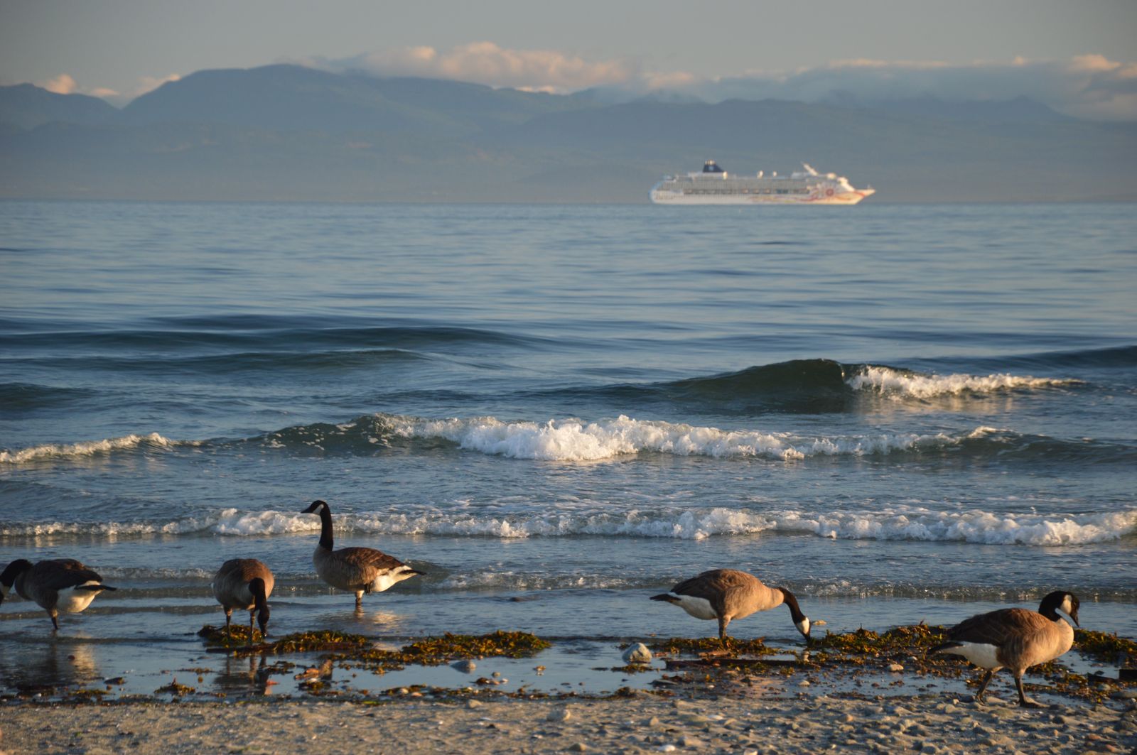 Zvierence | Ducks