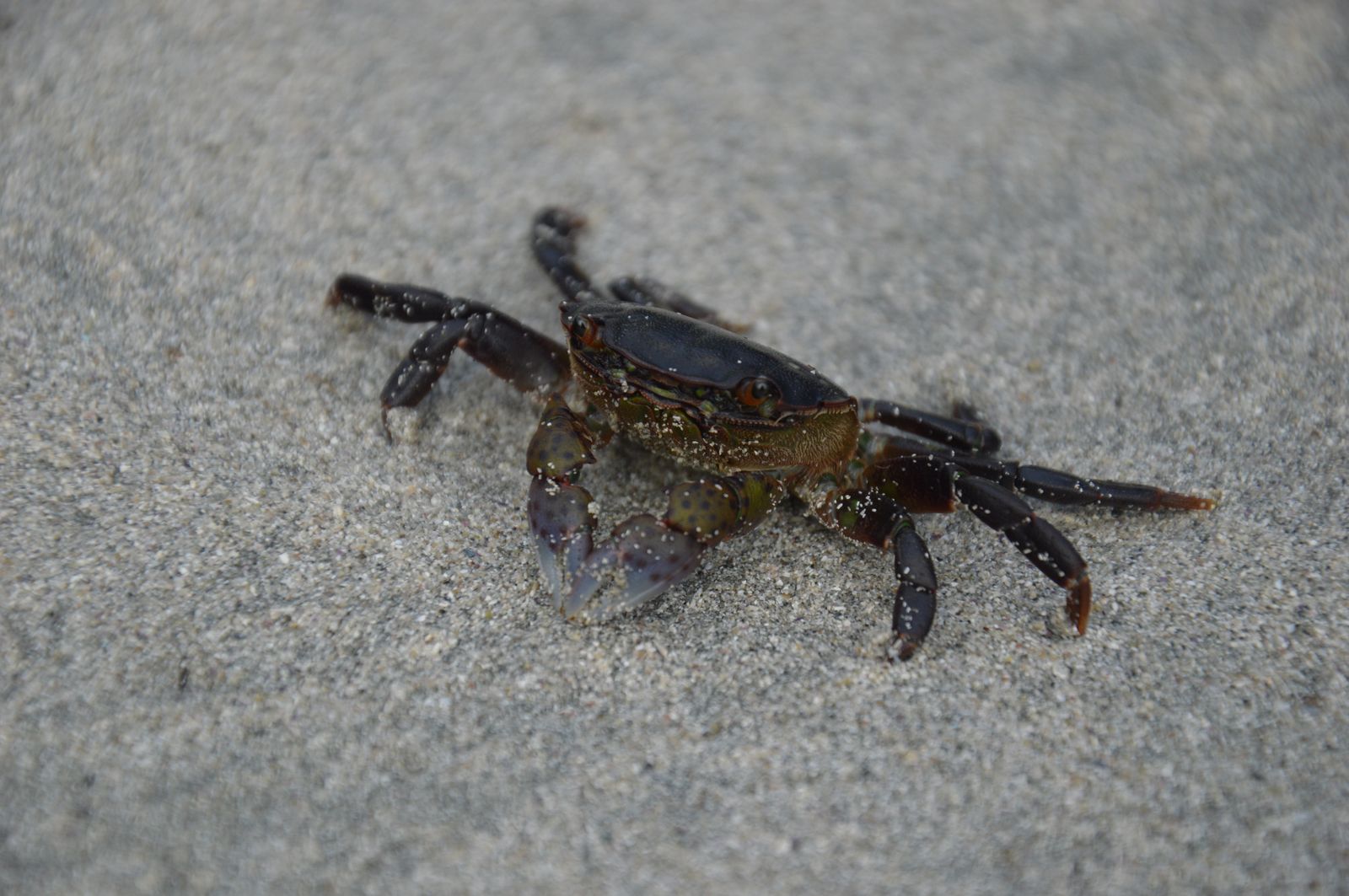 Cape Scott - Crab