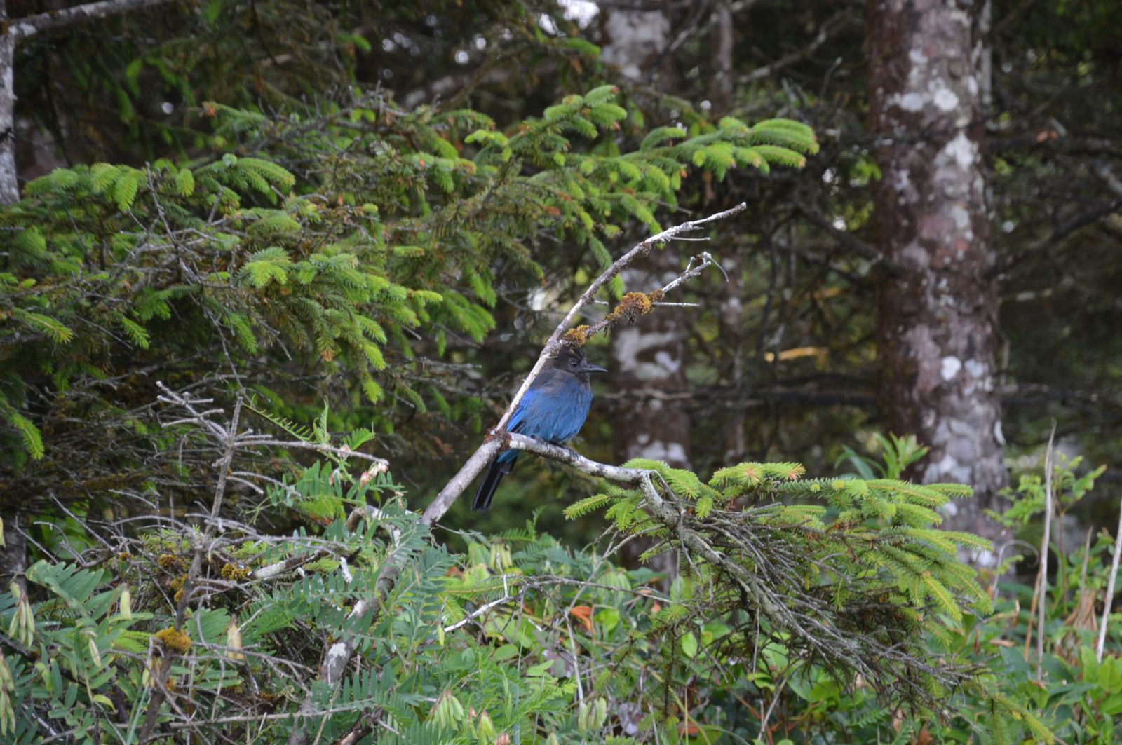 Cape Scott - Vtak zlodej | Bird, the thief